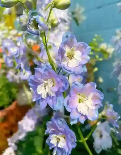 花园三剑客搭配什么阵容插图5