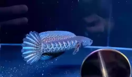 红帝王雷龙搭配什么阵容插图3