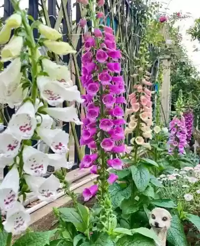 花园三剑客搭配什么阵容插图1