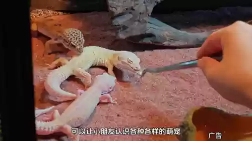 海洋王国最强阵容搭配(海洋王国最建议买的三个角色)插图