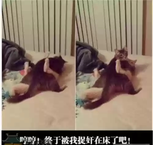 咸鱼打蛇阵容搭配(平民小小黑真蛇阵容)