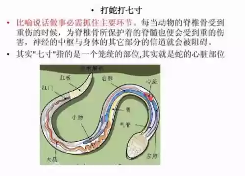 咸鱼打蛇阵容搭配(平民小小黑真蛇阵容)插图1