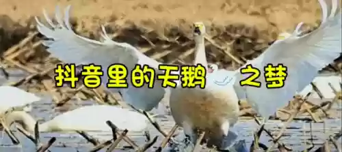 天鹅之梦怎么搭配阵容(梦幻模拟战平民能玩到后期的阵容)插图