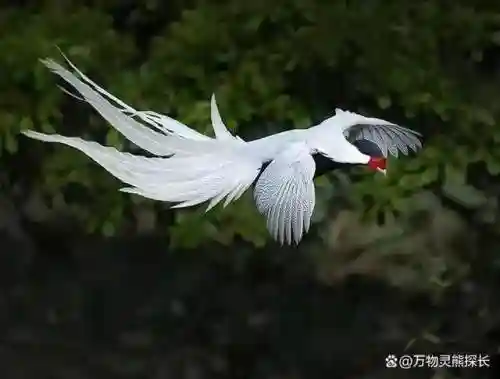 烈焰凤凰 阵容搭配图最新(斗罗大陆火凤凰阵容搭配)插图1