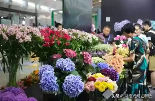 遛娃强大阵容搭配攻略(部落大乱斗平民最强阵容)插图5
