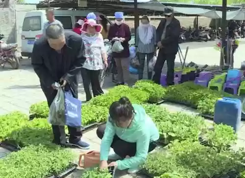 金贵饼干阵容该如何搭配(饼干人最强阵容)插图7