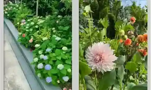精选植物阵容搭配