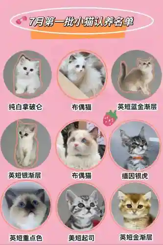 猫猫阵容名单