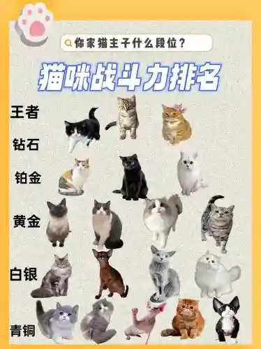猫咪决斗阵容