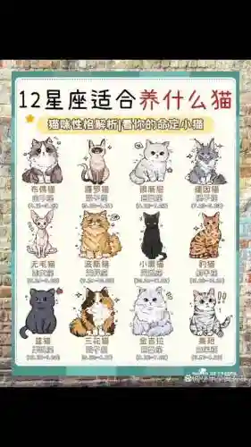 猫猫阵容名单插图