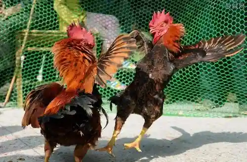 非洲斗鸡阵容