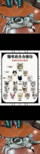 关于猫的技能名称插图