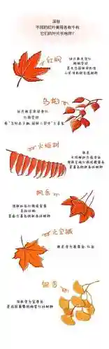 红叶七层攻略