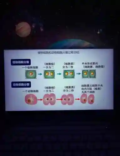 细胞分裂4快捷键攻略插图