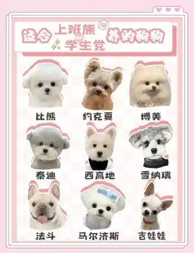 拯救狗狗阵容搭配插图