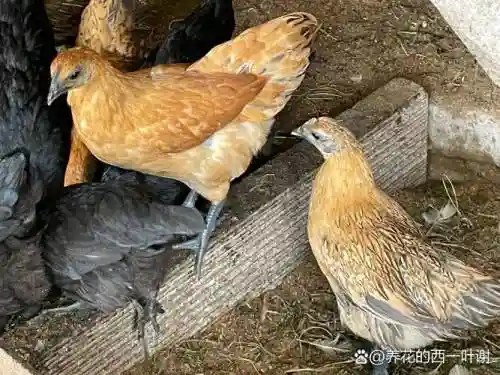 新区乌鸡阵容插图1