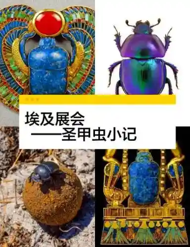 图腾部落黄金版图文攻略圣甲虫插图