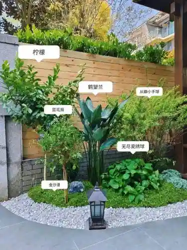 豪华植物阵容搭配插图