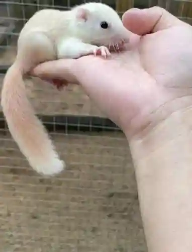 修罗晴天攻略松鼠_1