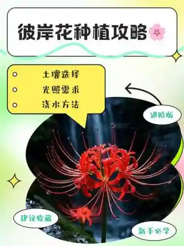 彼岸花必须升满技能吗，彼岸花技能需要升满吗