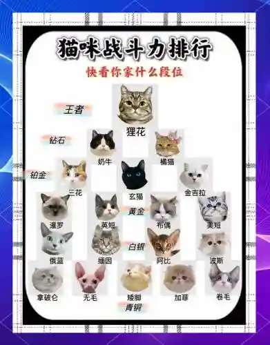 猫咪大战争最强的阵容搭配，猫咪大战争队伍推荐